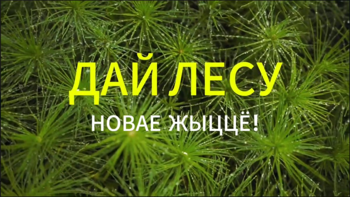 ДАЙ ЛЕСУ НОВАЕ ЖЫЦЦЁ